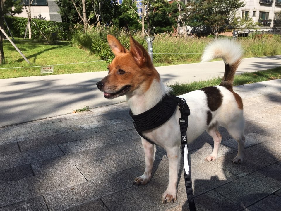 임보에서 [입양]으로 바뀐_ 하이예요^^