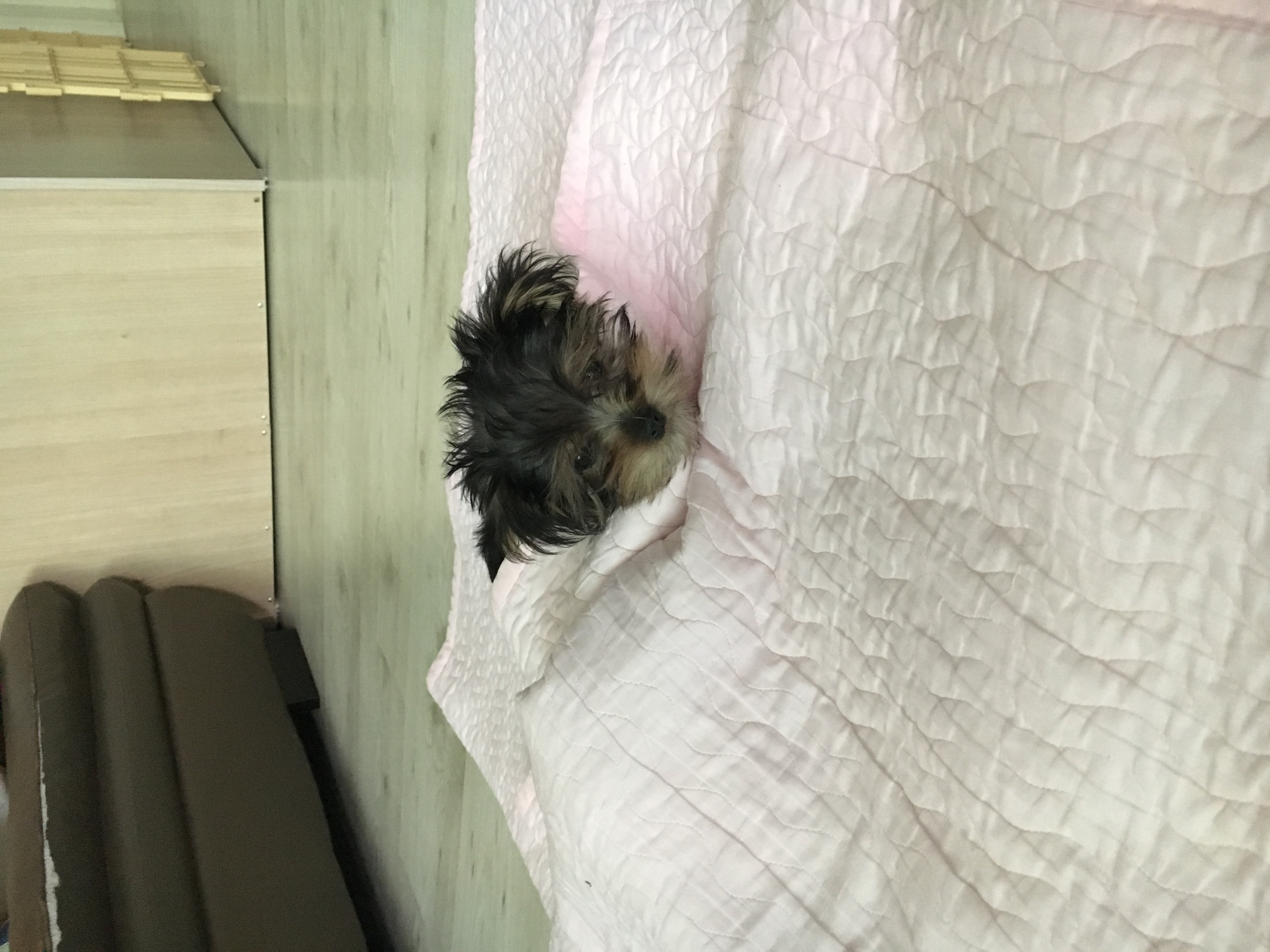 가족이 된 나리 두번째 후기