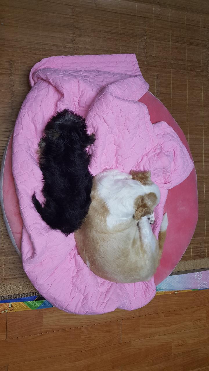 개리 두번째 입양후기입니다.