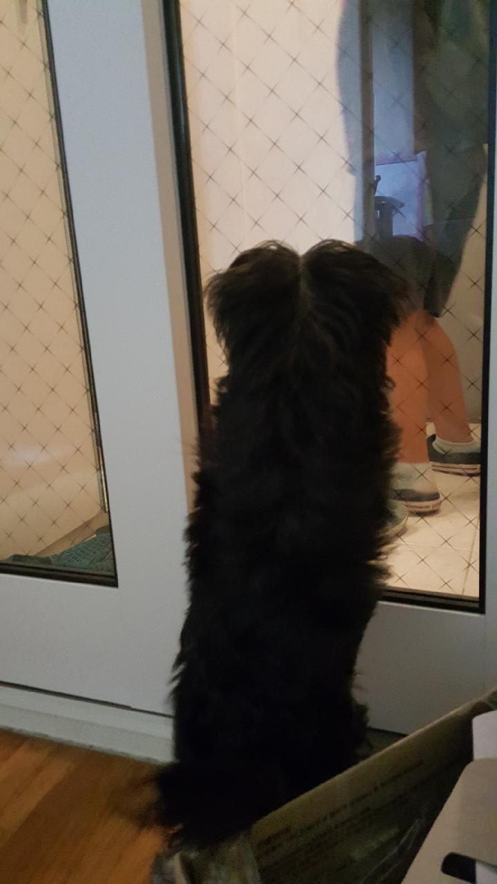 개리 두번째 입양후기입니다.