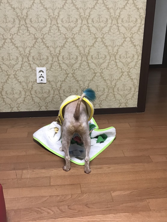 행복이(똘이) 두번째 입양 후기입니다