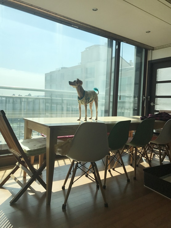 행복이(똘이) 두번째 입양 후기입니다
