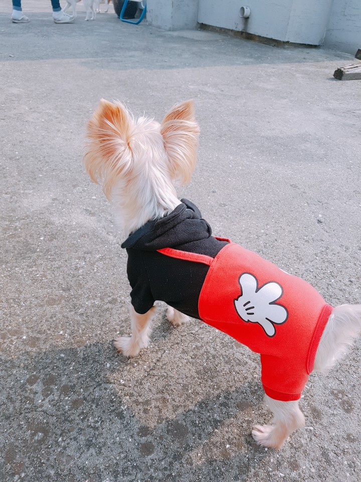 단비 두번째 입양후기 한달이 되었습니다!