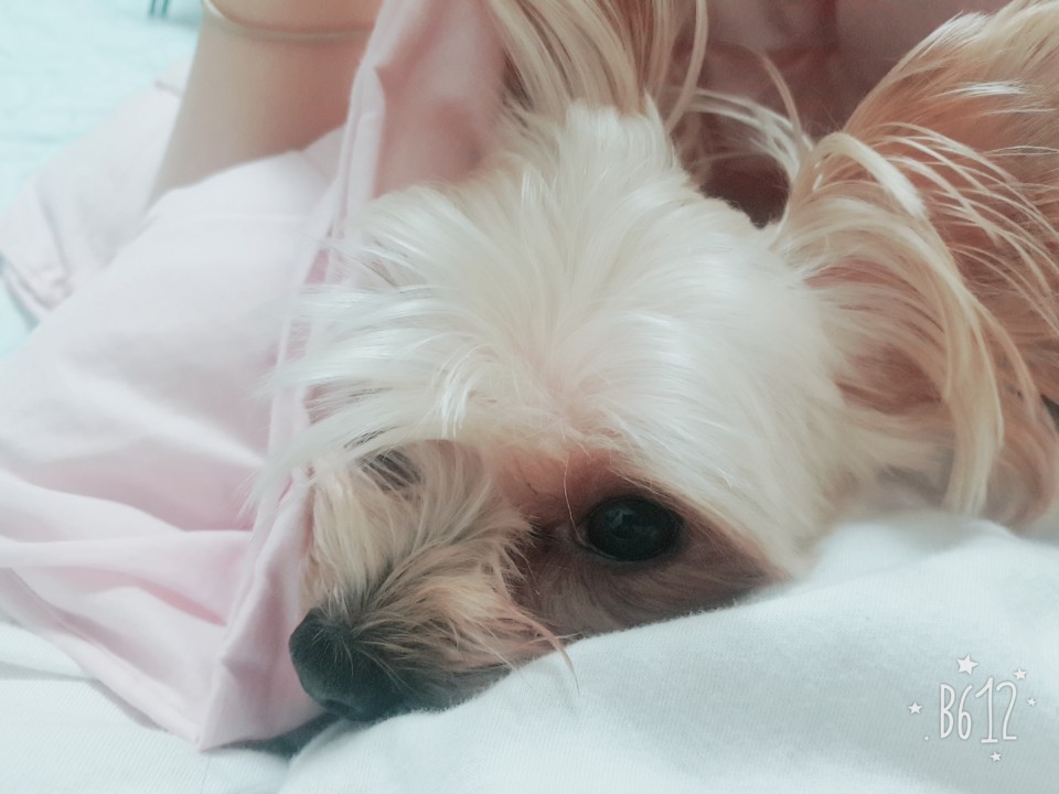 단비 두번째 입양후기 한달이 되었습니다!