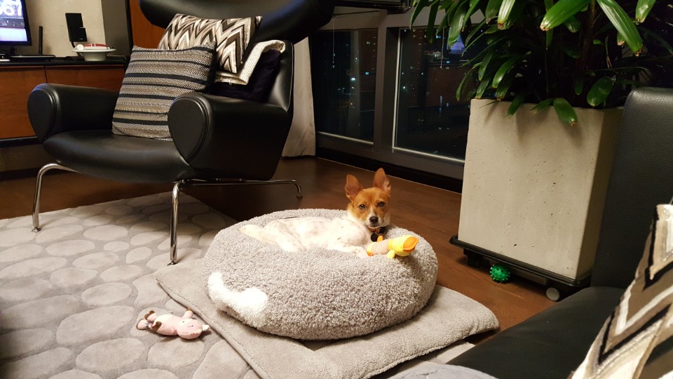 한껏 당당해진 [하이] 입니다