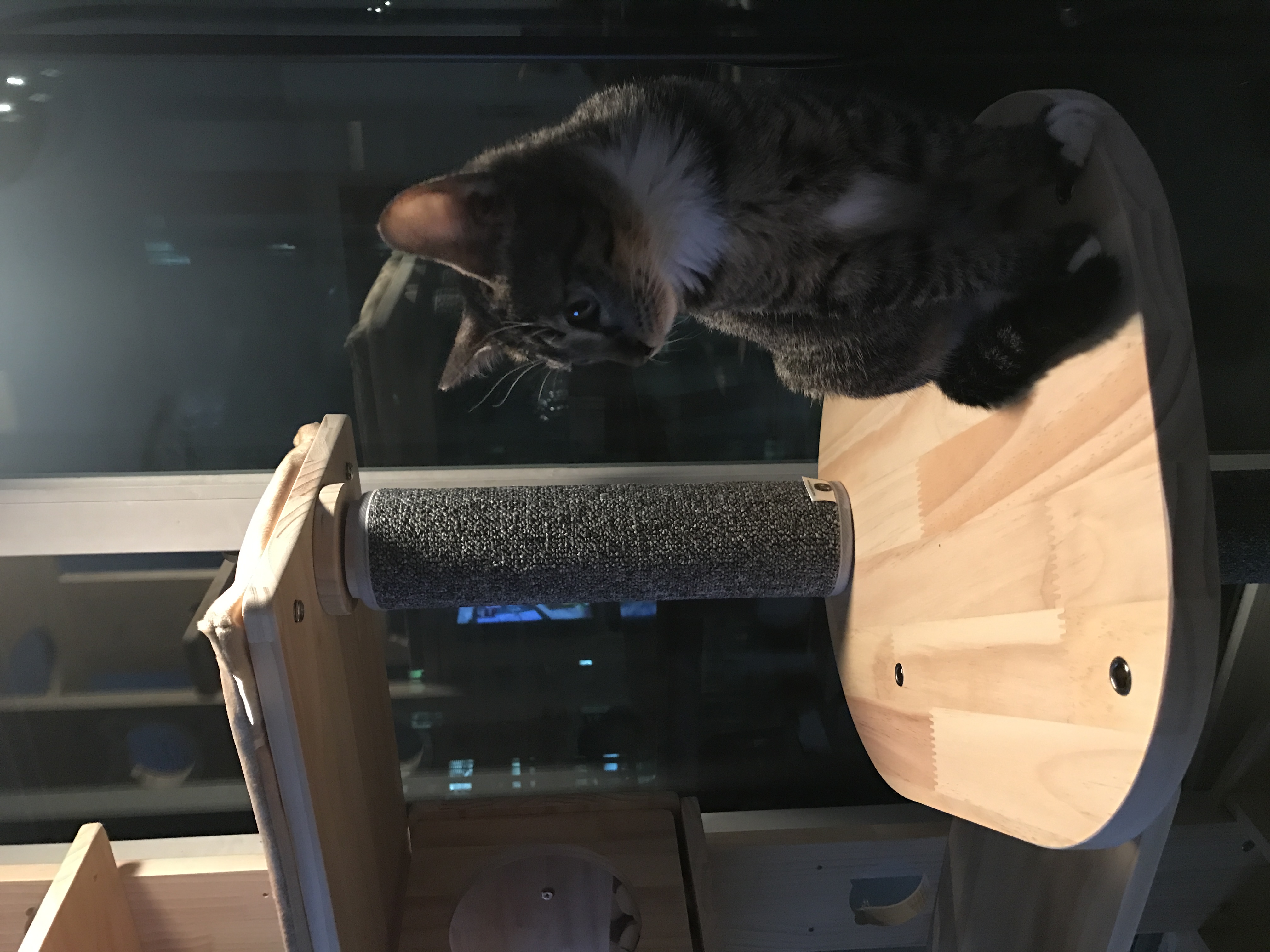 아기고양이 도레솔라 예쁘게 잘 크고있어요! 두번째 후기입니다^^