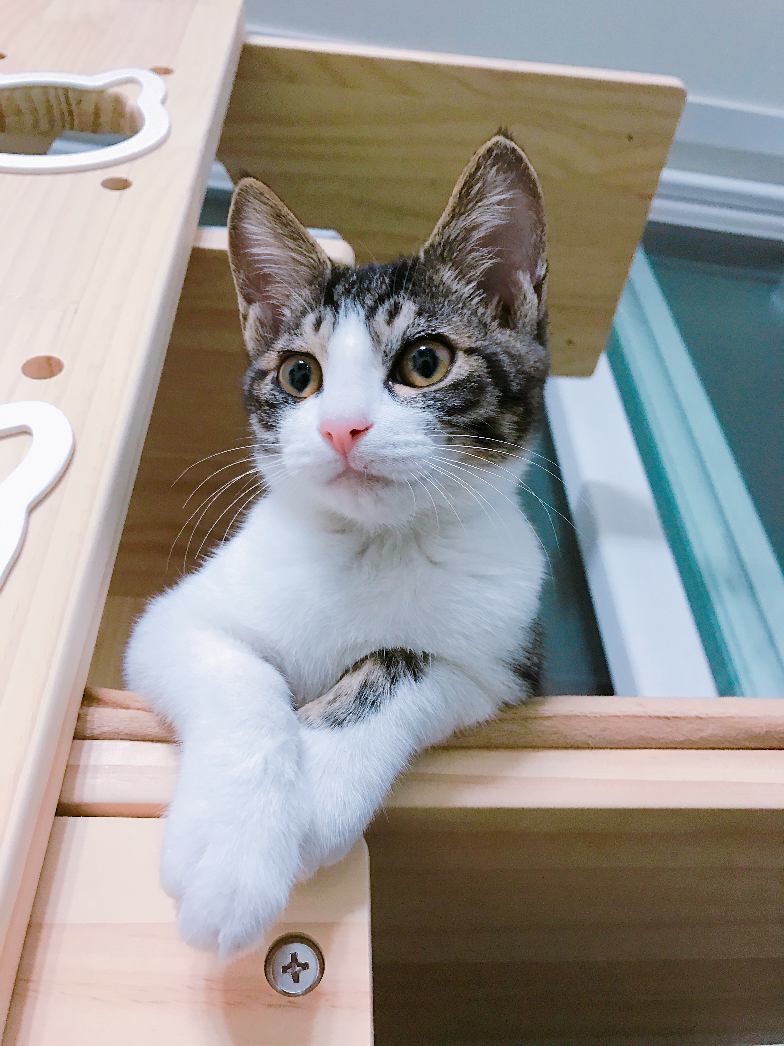 아기고양이 도레솔라 예쁘게 잘 크고있어요! 두번째 후기입니다^^