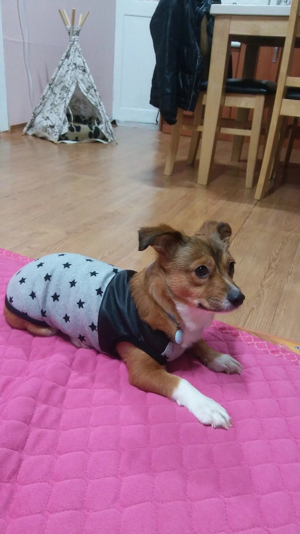 사랑이 (팝콘) 입양 1년6개월째 3번째 후기!