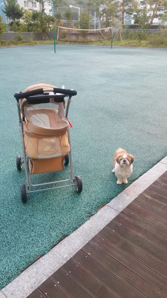 감자(코이) 언니입니다