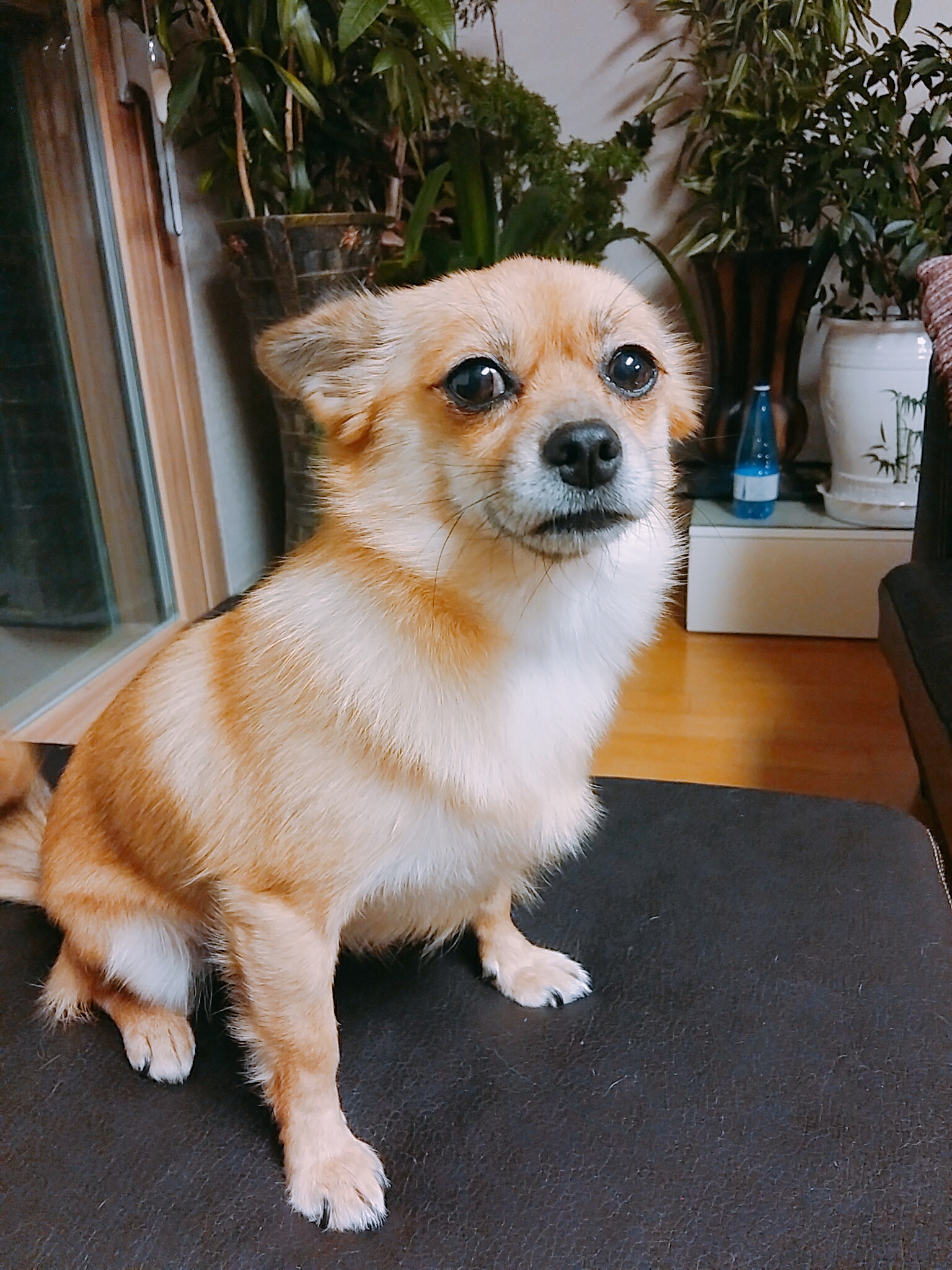 땅콩이의 1년후