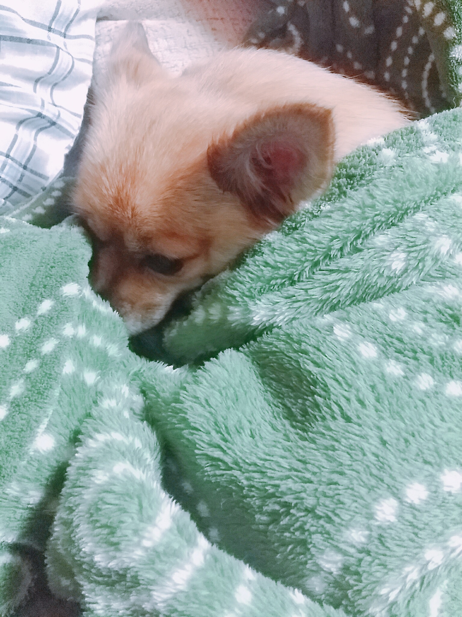 땅콩이의 1년후