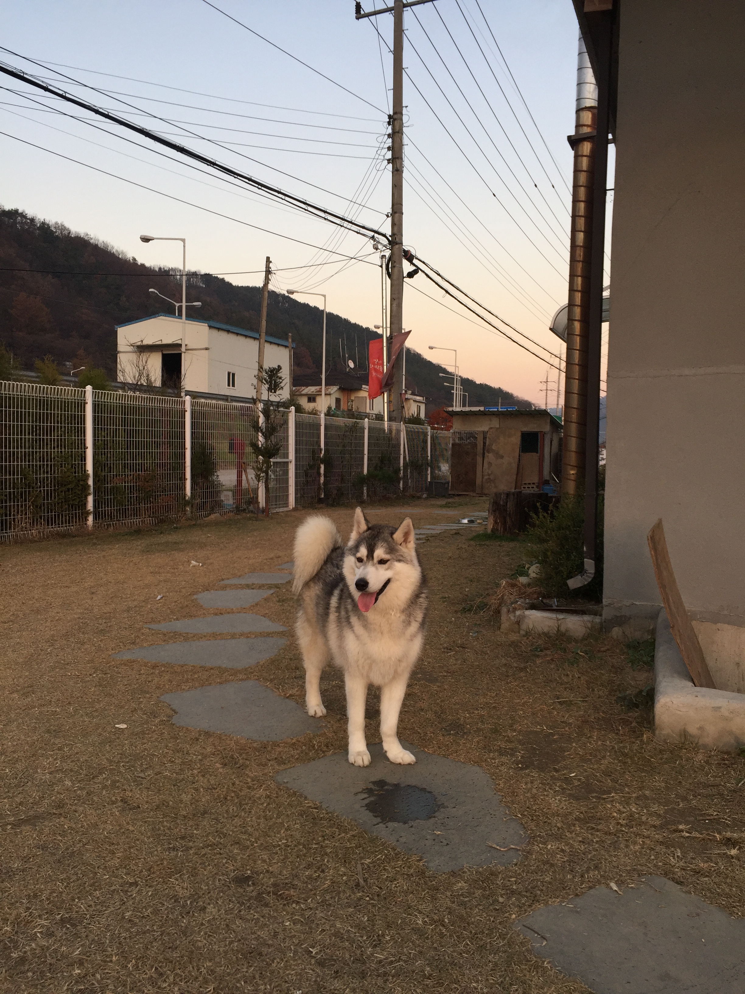 천둥이의 일상