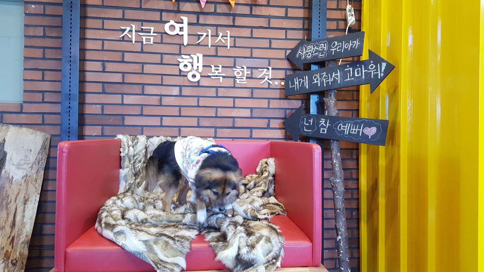 정왕이의 생일 축하 ♡