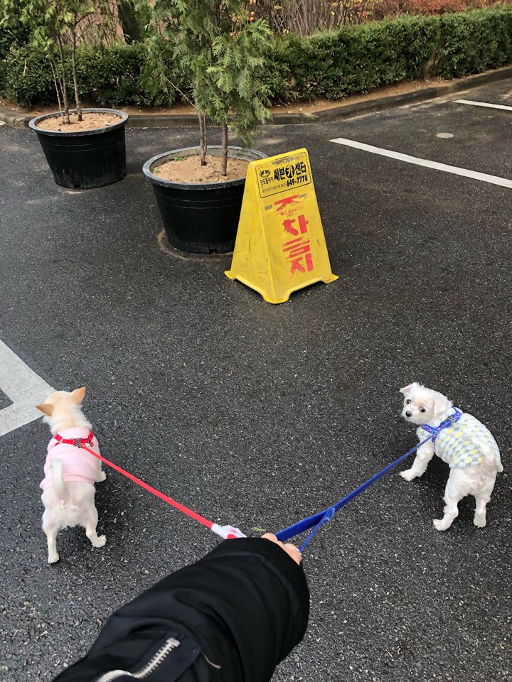 오랜만에 목련이 근황입니다~