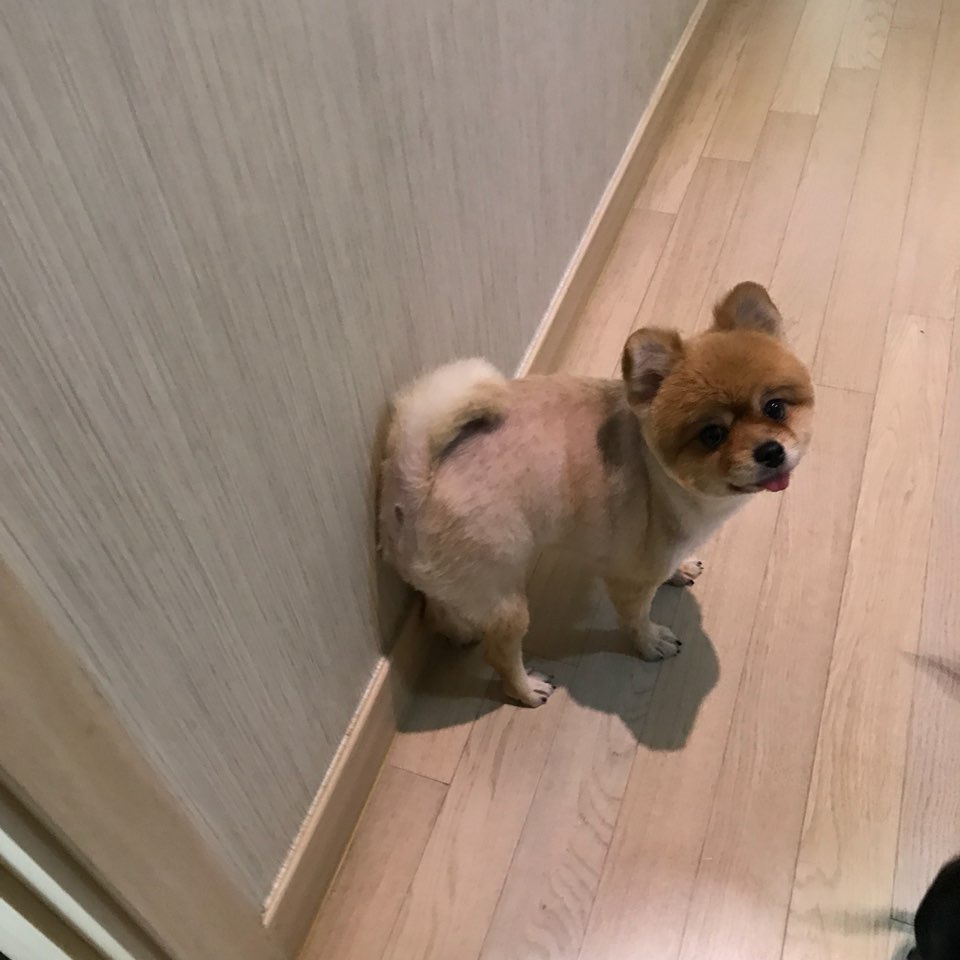 시흥 불법번식장 화재에서 구조된 배추의 임보 소식이예요~
