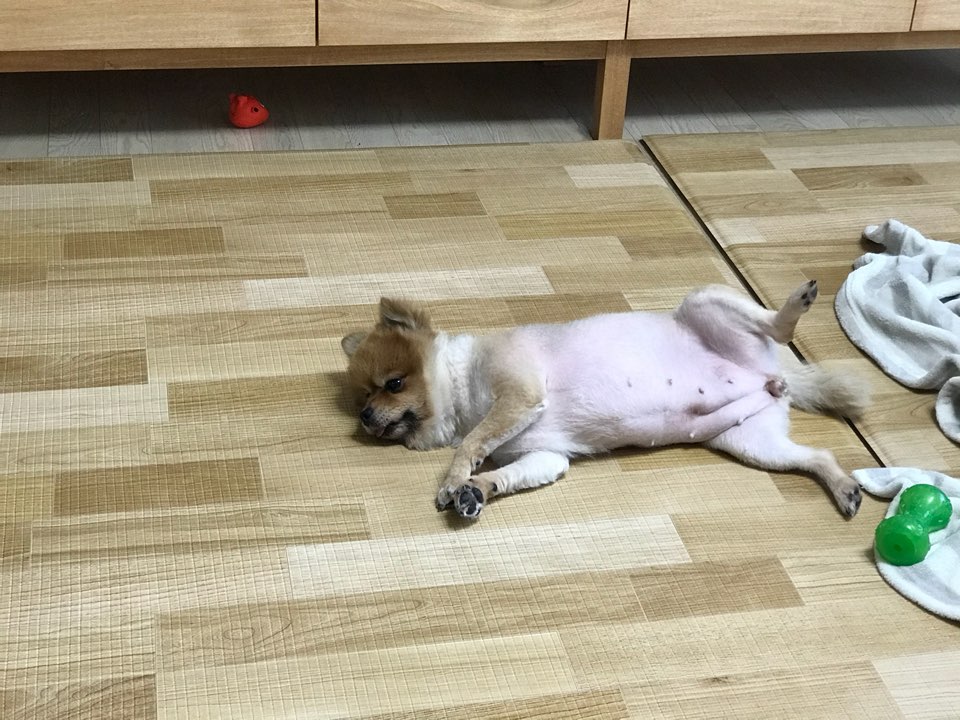 시흥 불법번식장 화재에서 구조된 배추의 임보 소식이예요~