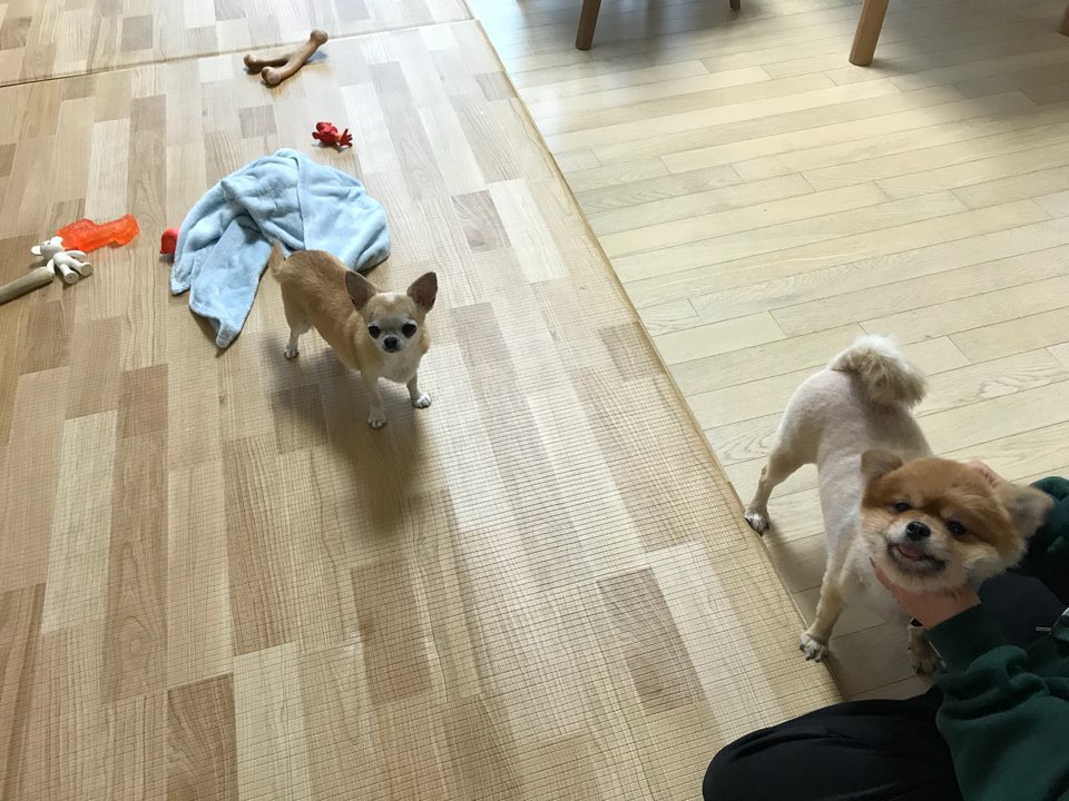 시흥 불법번식장 화재에서 구조된 배추의 임보 소식이예요~