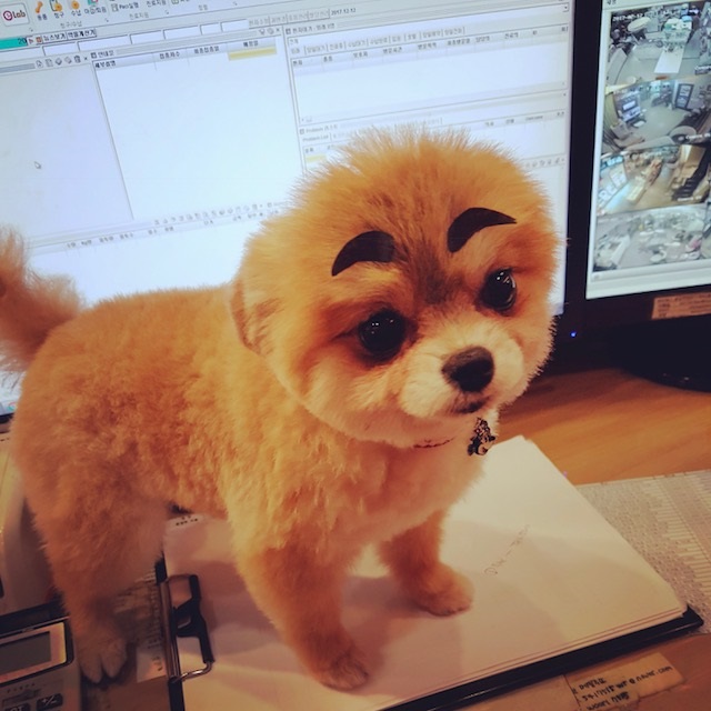 케찹이 입양후기 입니다 ♥