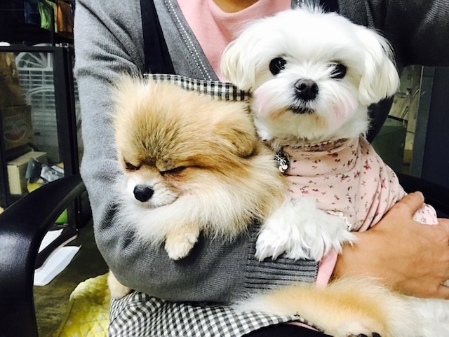 케찹이 입양후기 입니다 ♥