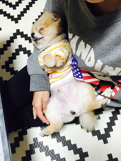 케찹이 입양후기 입니다 ♥