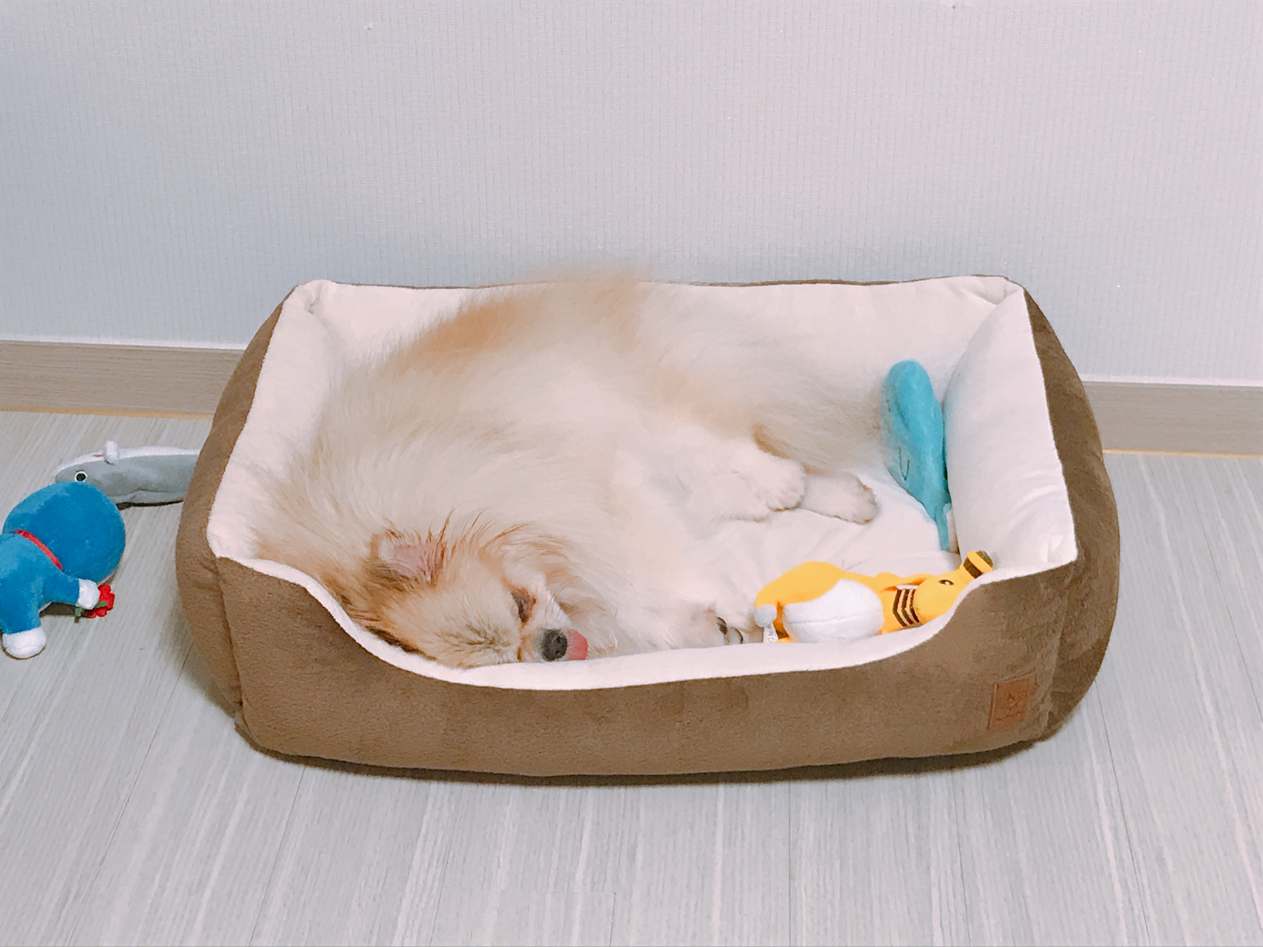 시흥불법번식장에서 구조된 제나 입양후기!