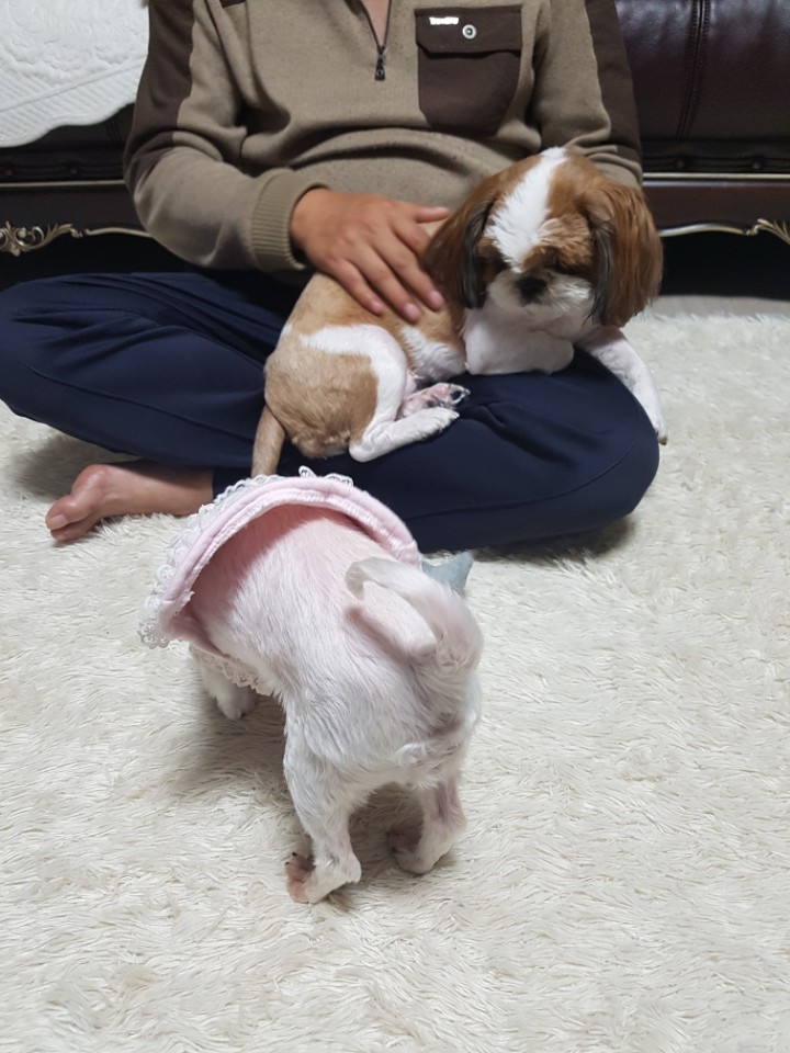 뽀뽀(우리) 임보 3일차^^