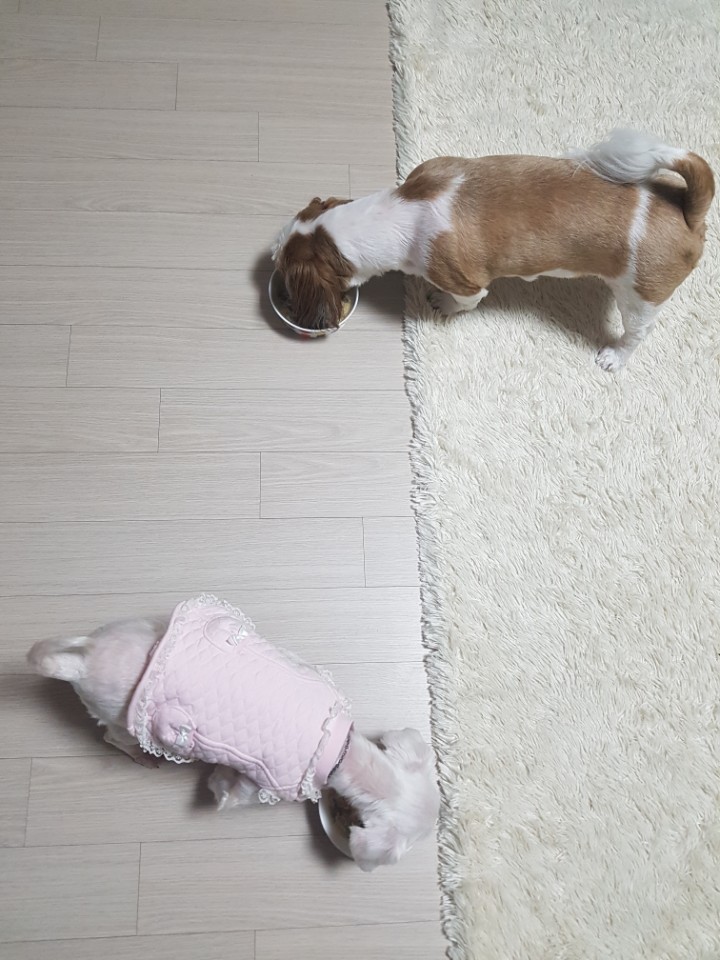 뽀뽀(우리) 임보 3일차^^
