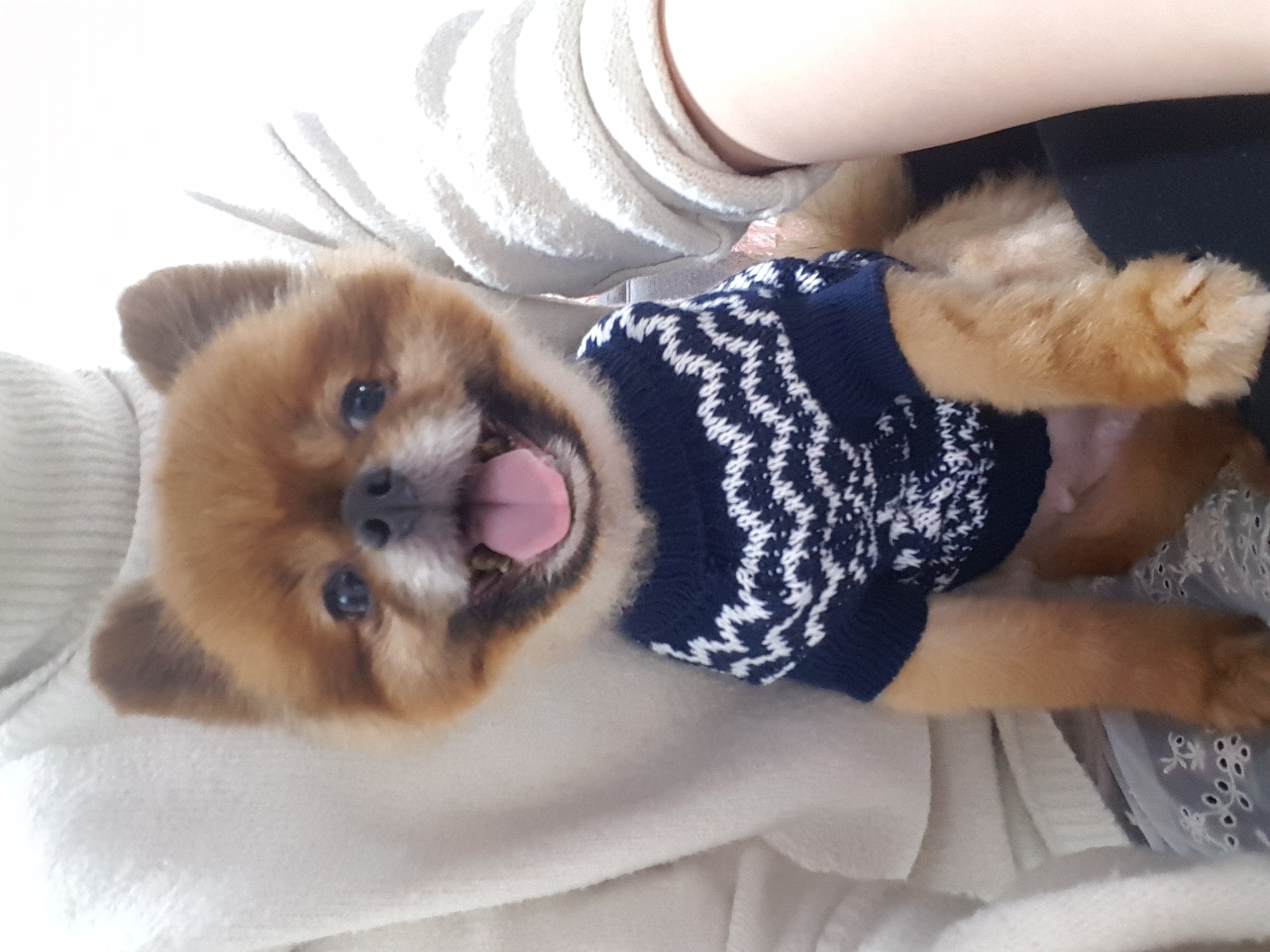 시흥 불법 번식장에서 구조된 홍시(포투) 임보 1차 후기입니다.