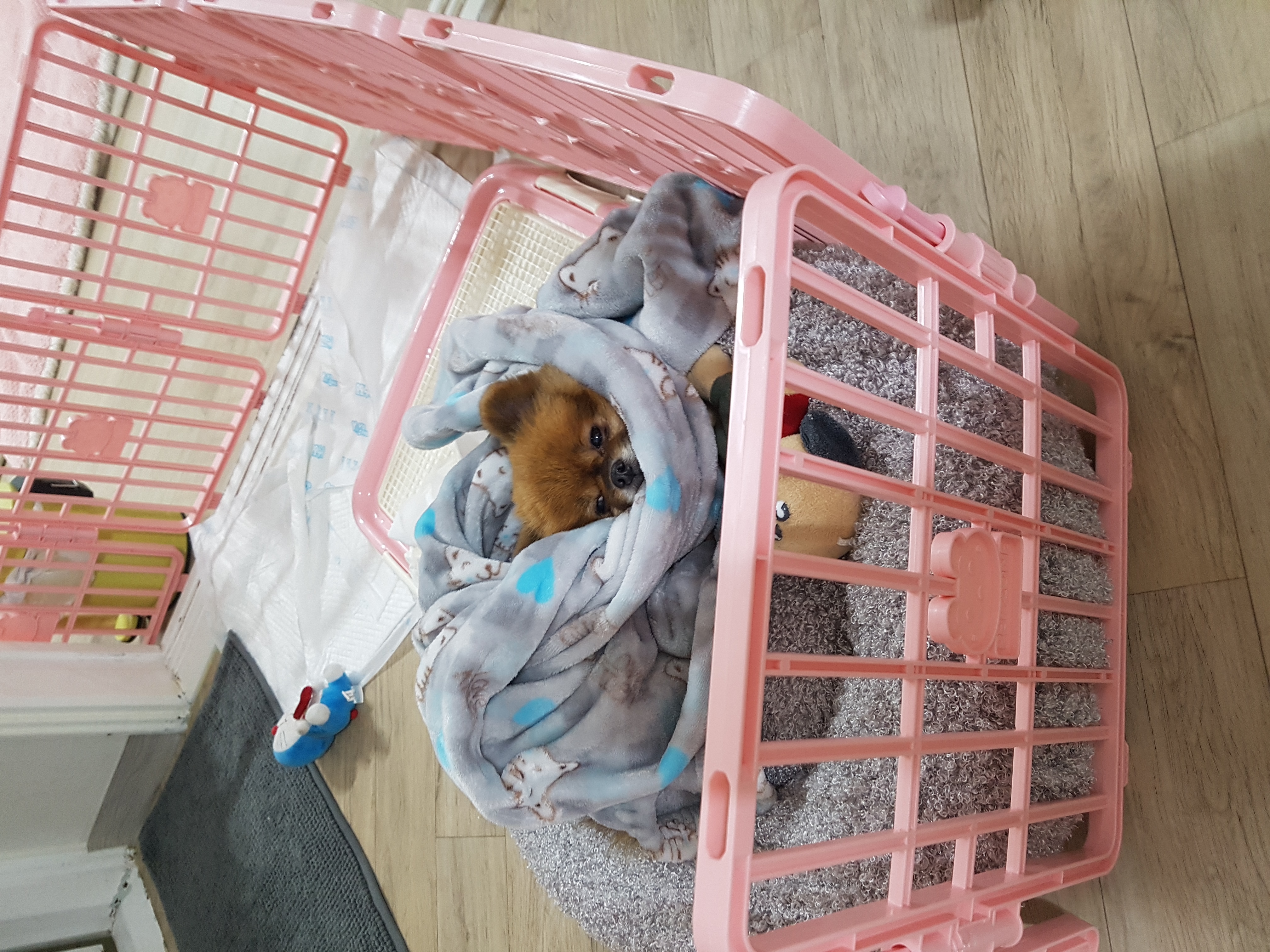 시흥 불법 번식장에서 구조된 홍시(포투) 임보 1차 후기입니다.