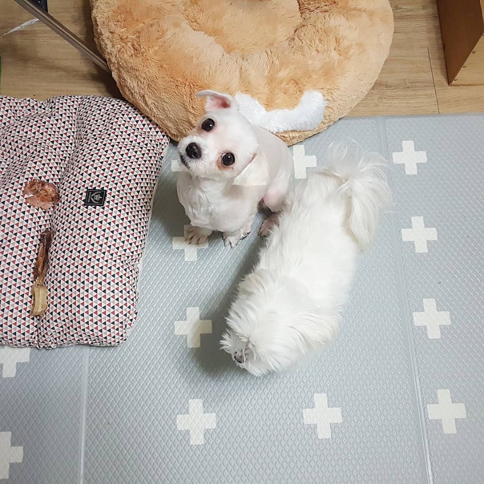 시흥 불법번식장에서 구조한 경인1 임보후기 올려요 :) 새로 지어준 이름은 하리에요!