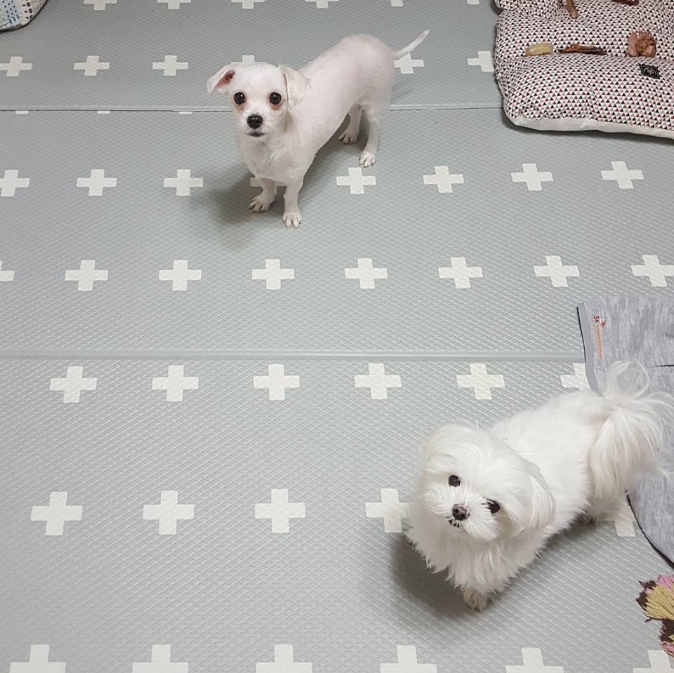 시흥 불법번식장에서 구조한 경인1 임보후기 올려요 :) 새로 지어준 이름은 하리에요!