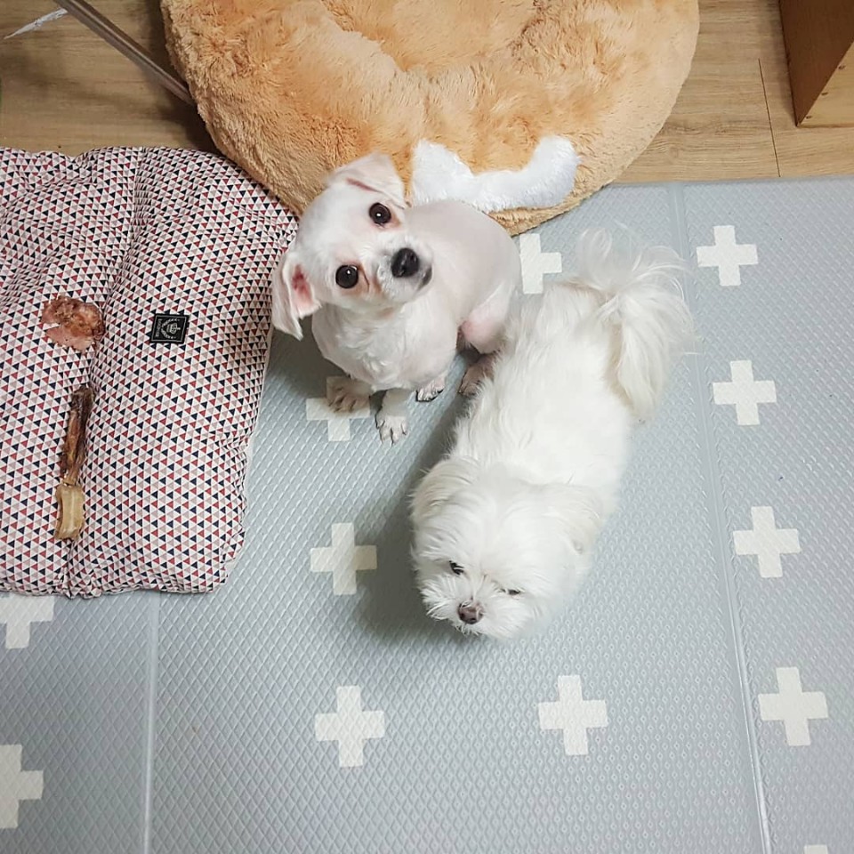 시흥 불법번식장에서 구조한 경인1 임보후기 올려요 :) 새로 지어준 이름은 하리에요!