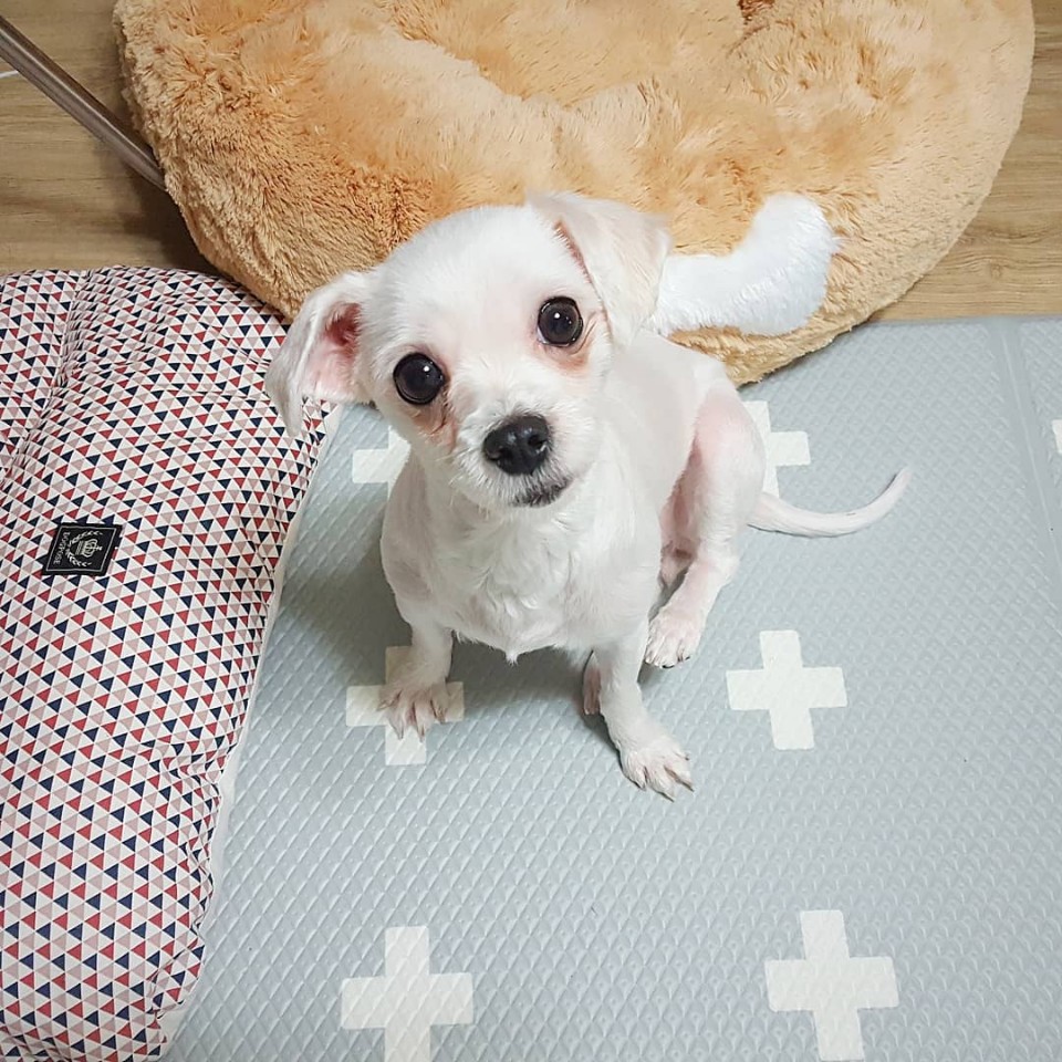 시흥 불법번식장에서 구조한 경인1 임보후기 올려요 :) 새로 지어준 이름은 하리에요!