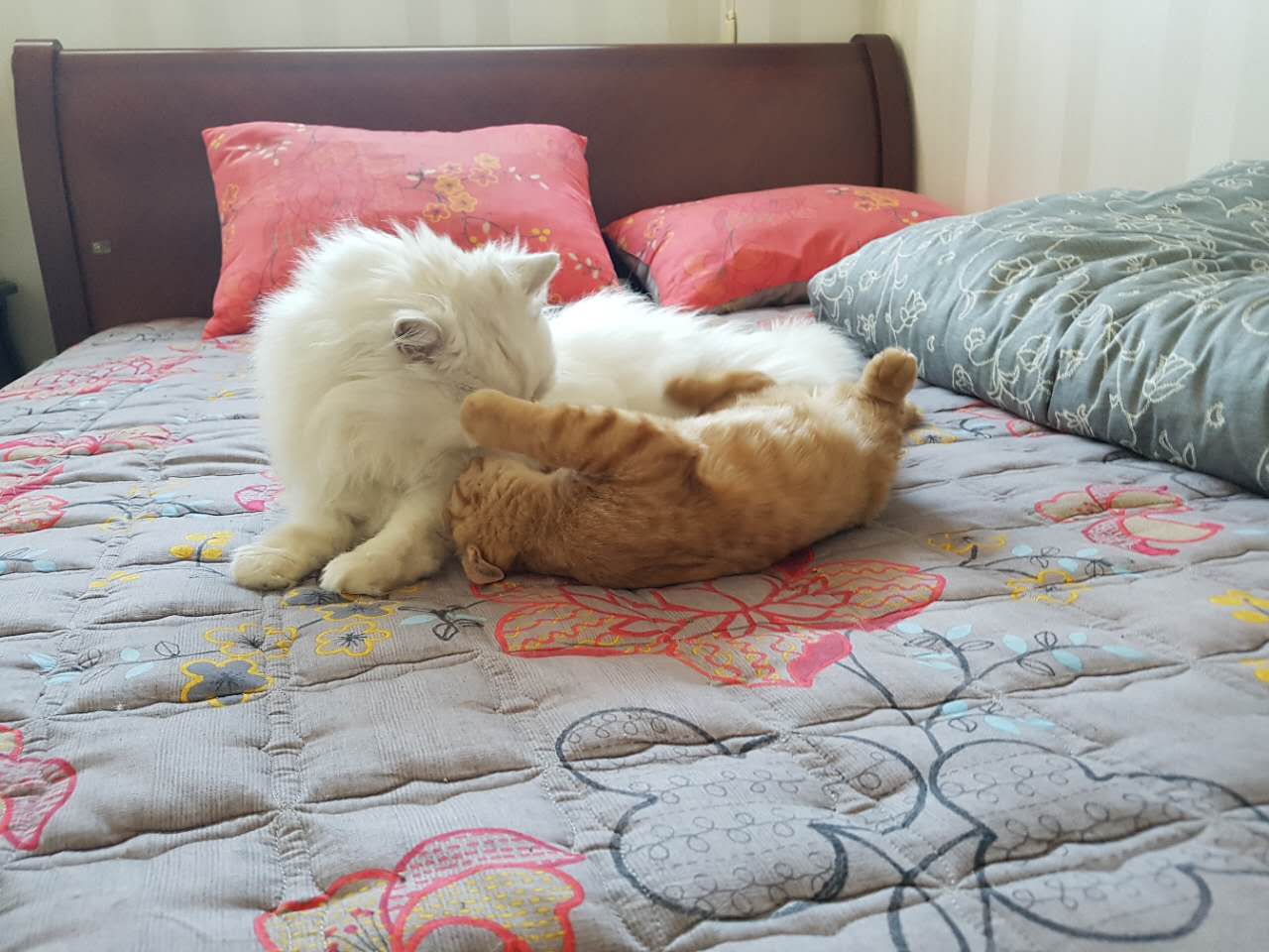 린린이 두번째 입양후기^^