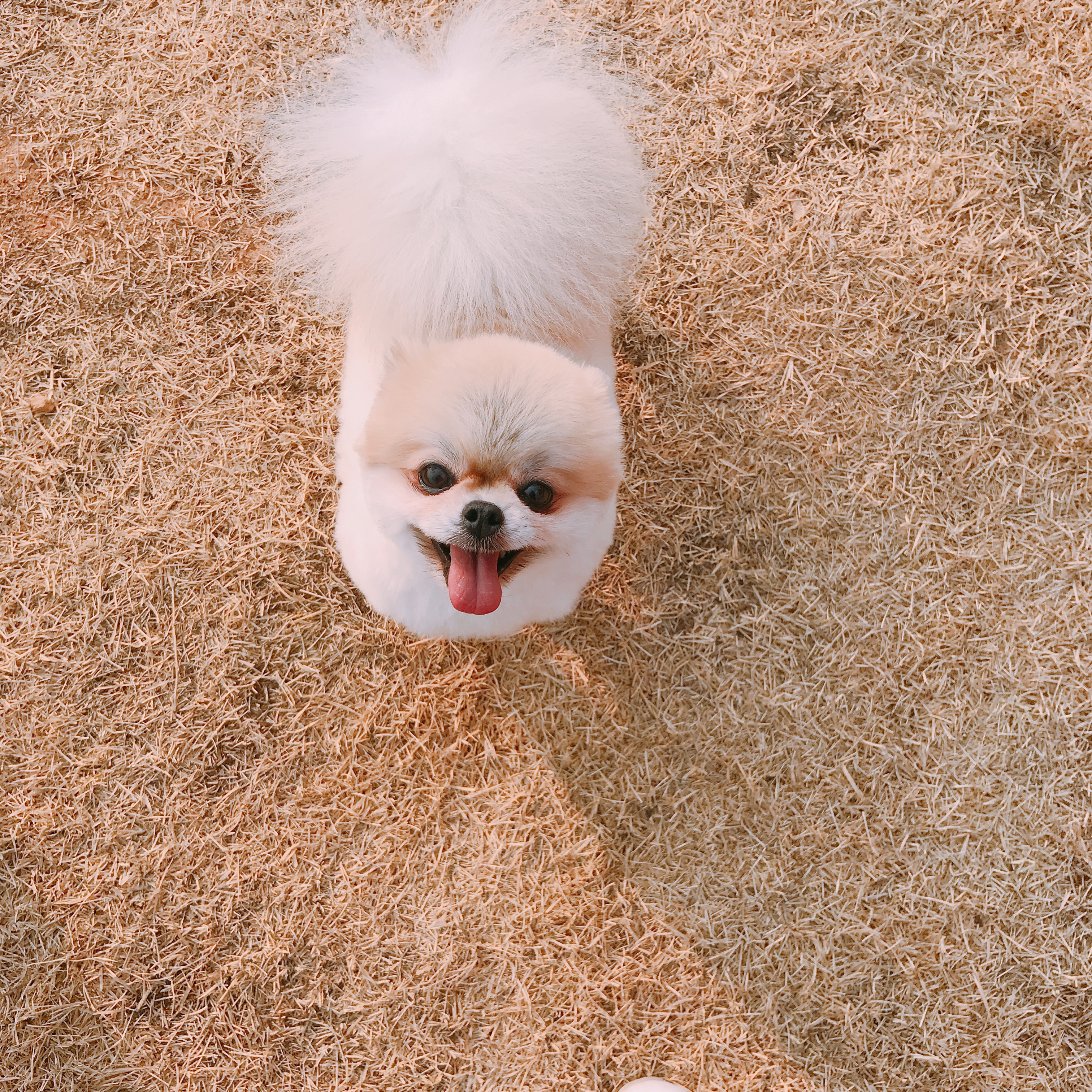 시흥번식장구조 제리(제나) 후기