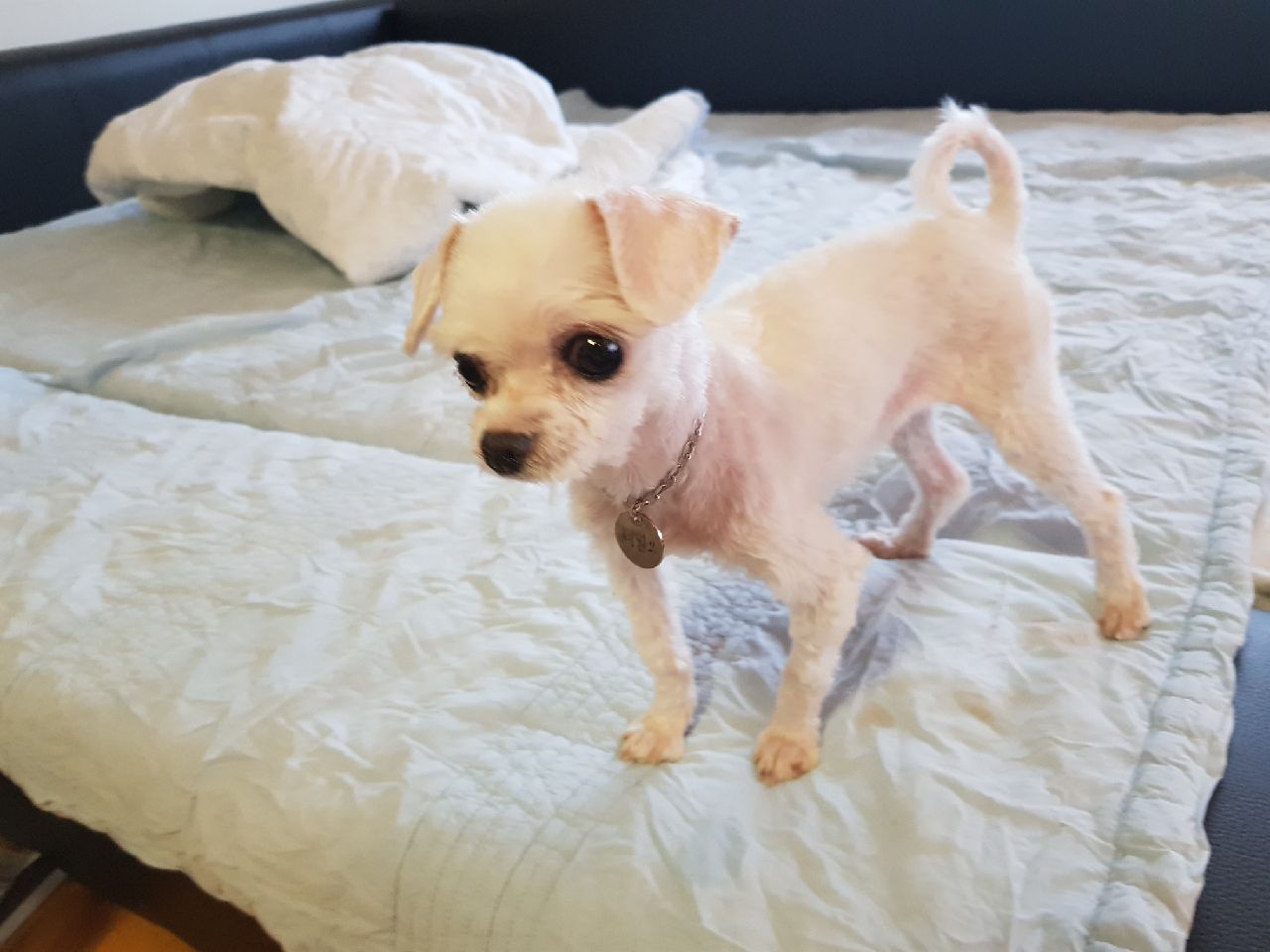 시흥 화재  두부  임보  후기  남깁니다