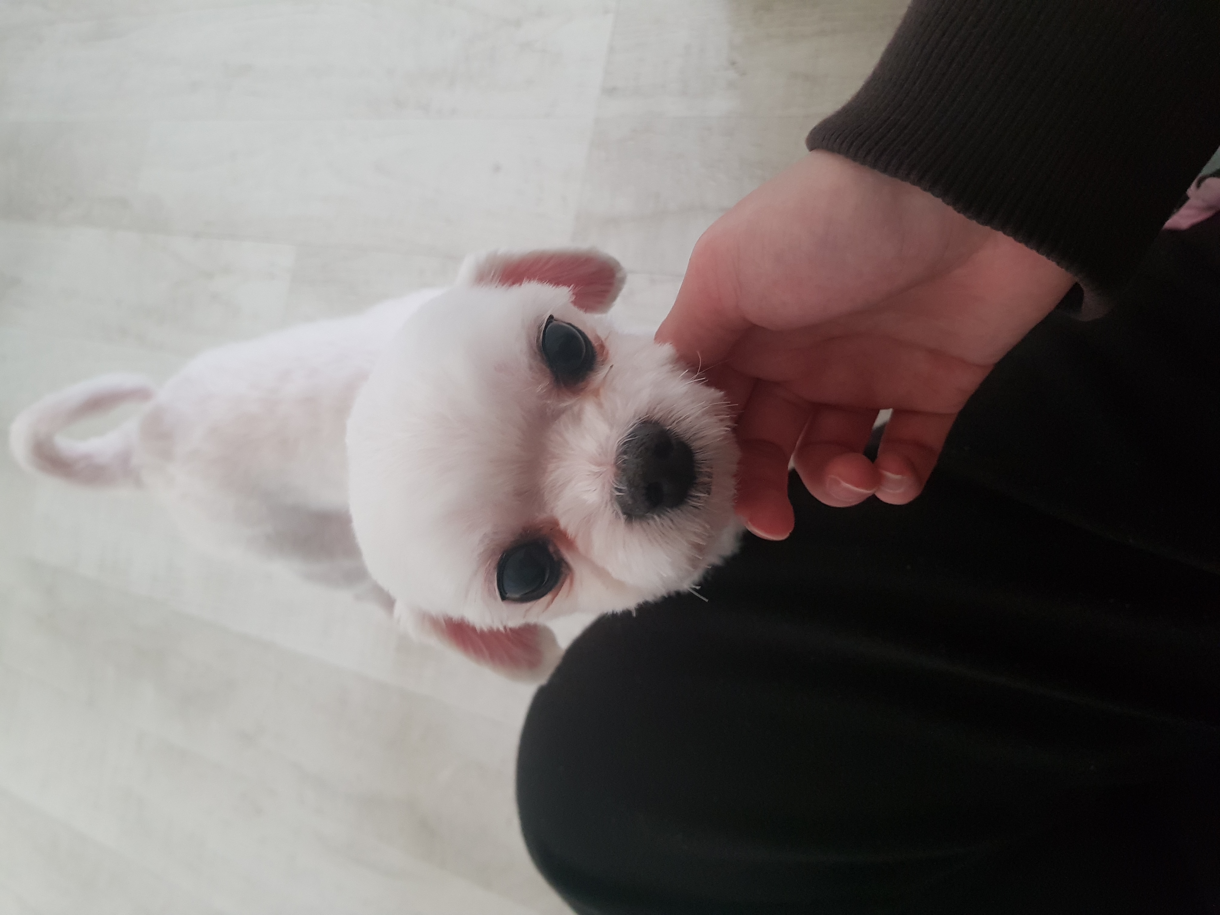 치멍25(초롱이) 임시보호 첫번째 후기 