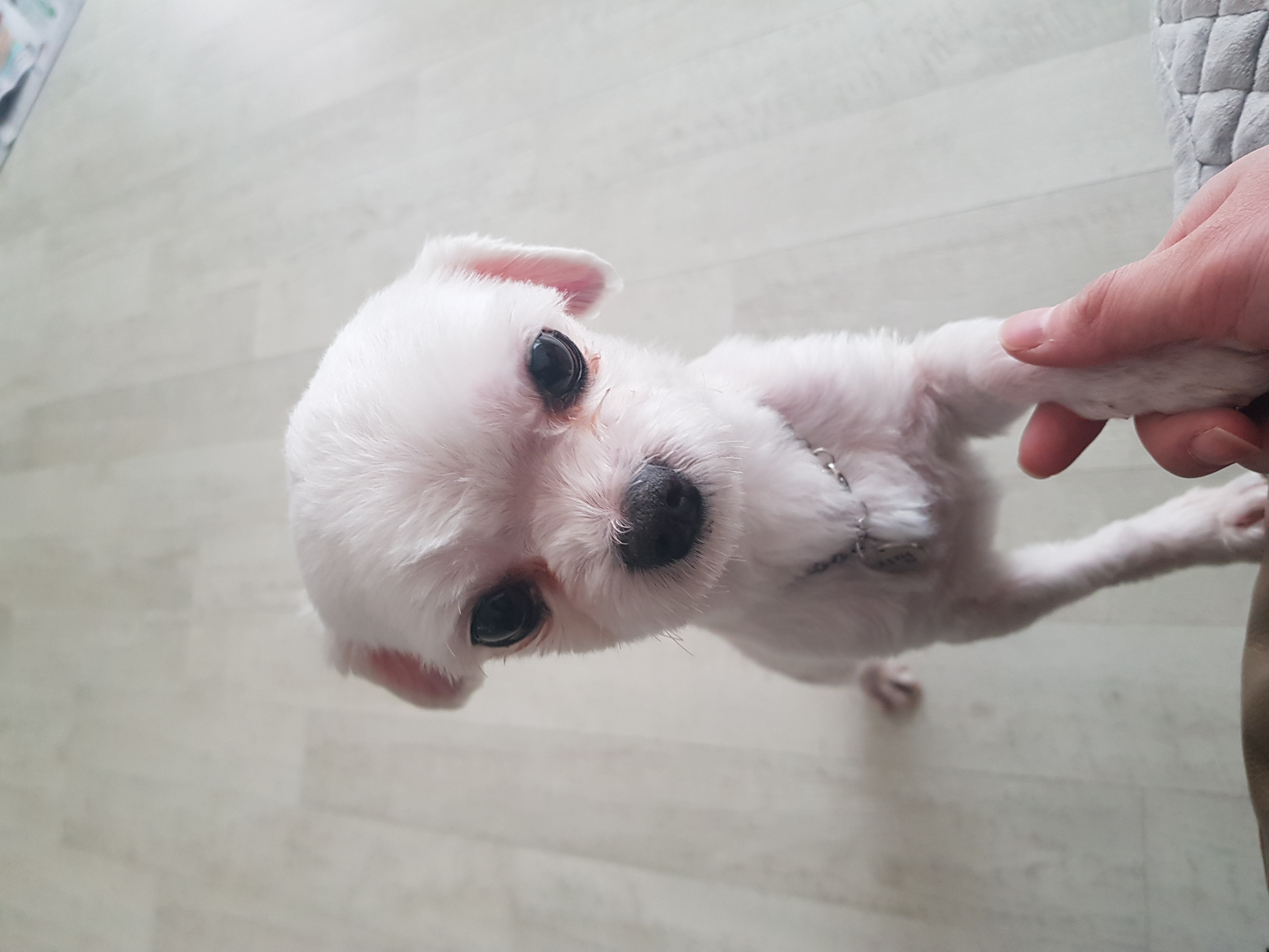 치멍25(초롱이) 임시보호 첫번째 후기 