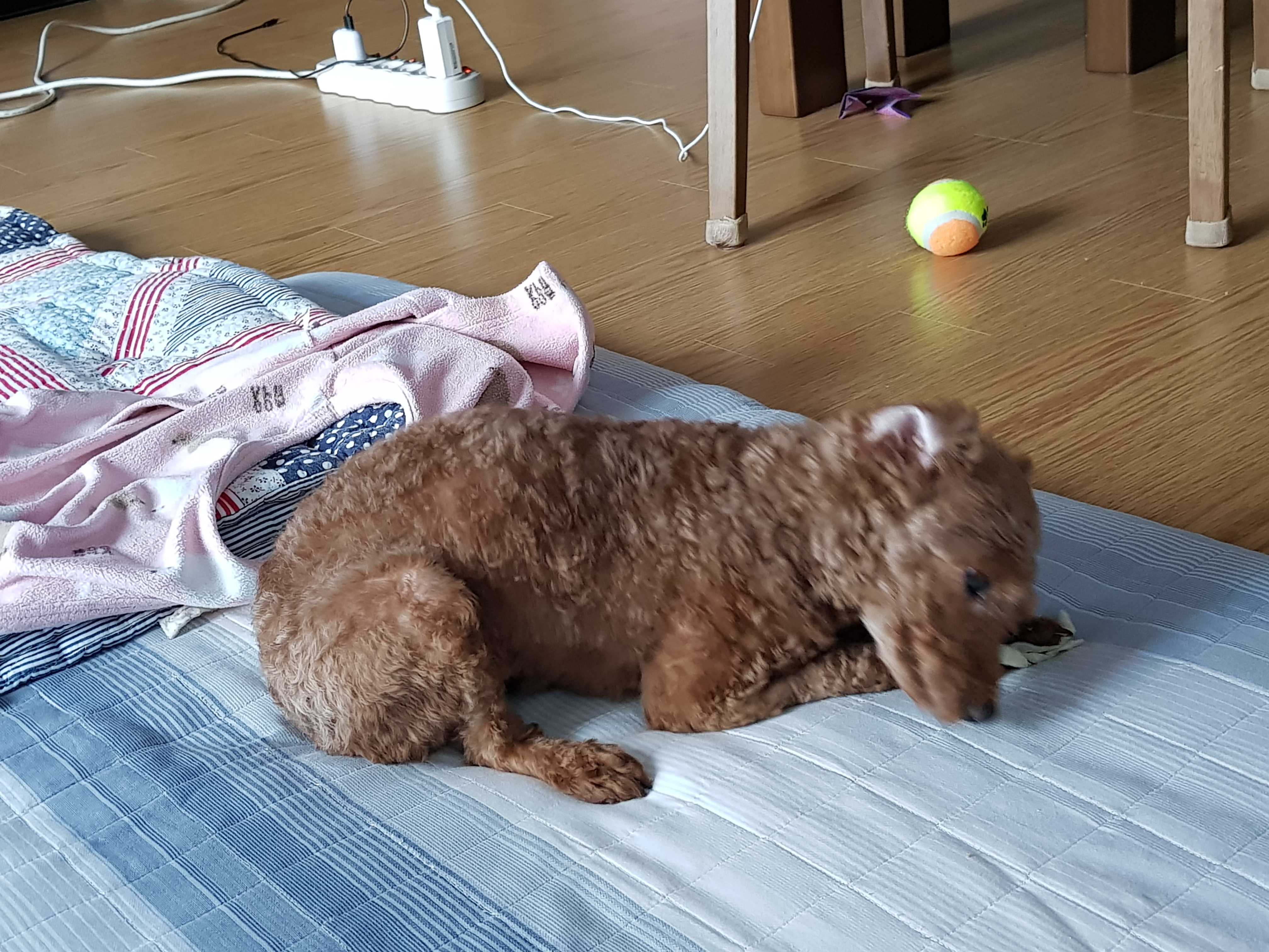 시흥에서 천안으로 찾아온 사랑이 첫 입양후기