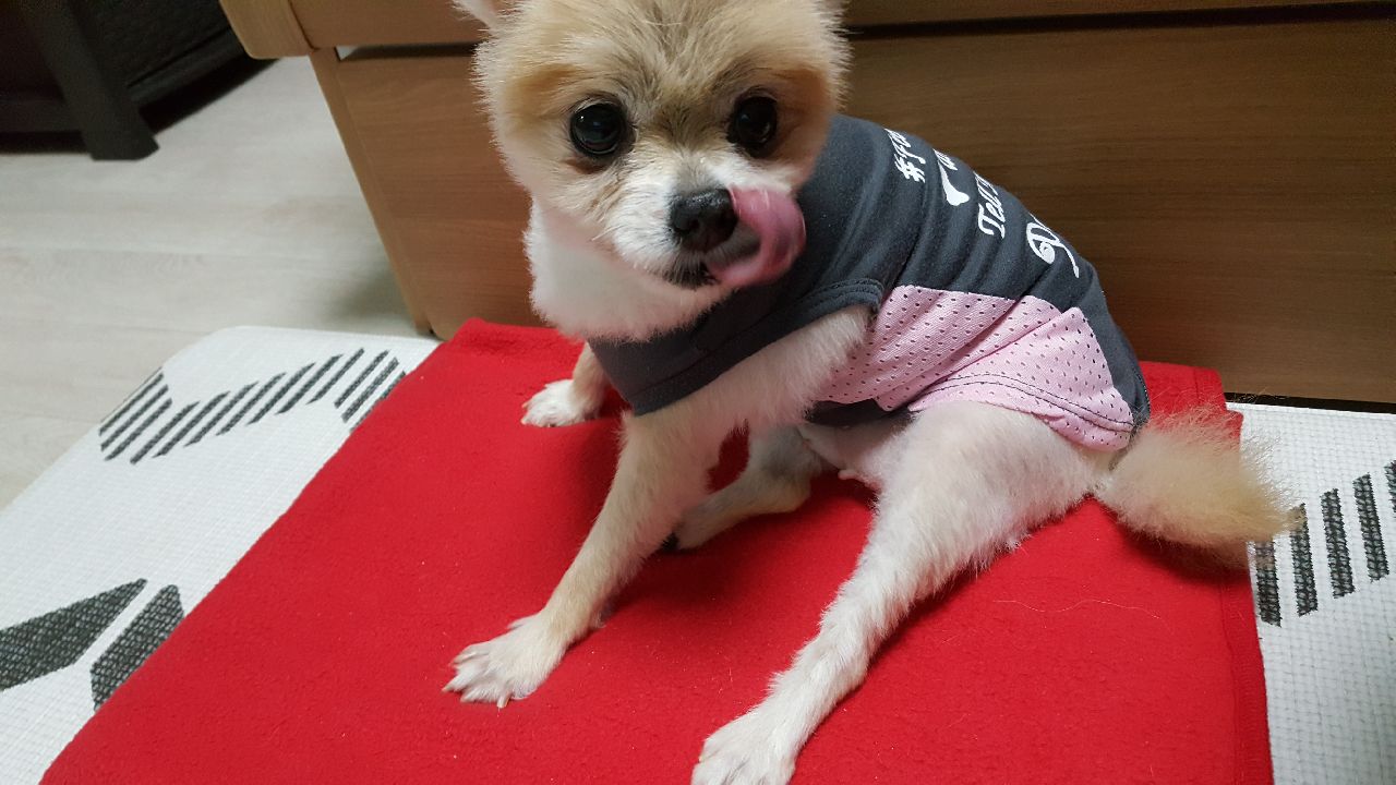 시흥번식장에서 구조된 더지 임보소식입니다 