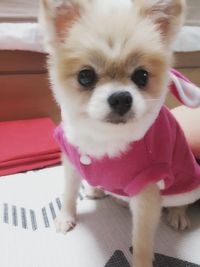 시흥번식장에서 구조된 더지 임보소식입니다 