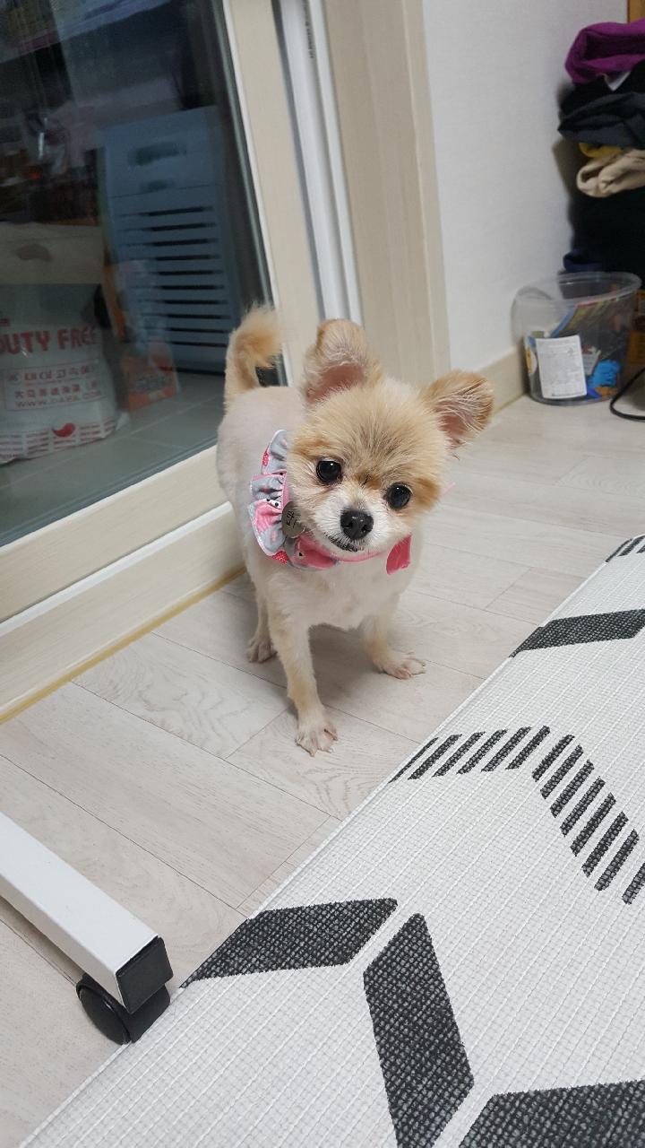 시흥번식장에서 구조된 더지 임보소식입니다 