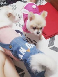 시흥번식장에서 구조된 더지 임보소식입니다 