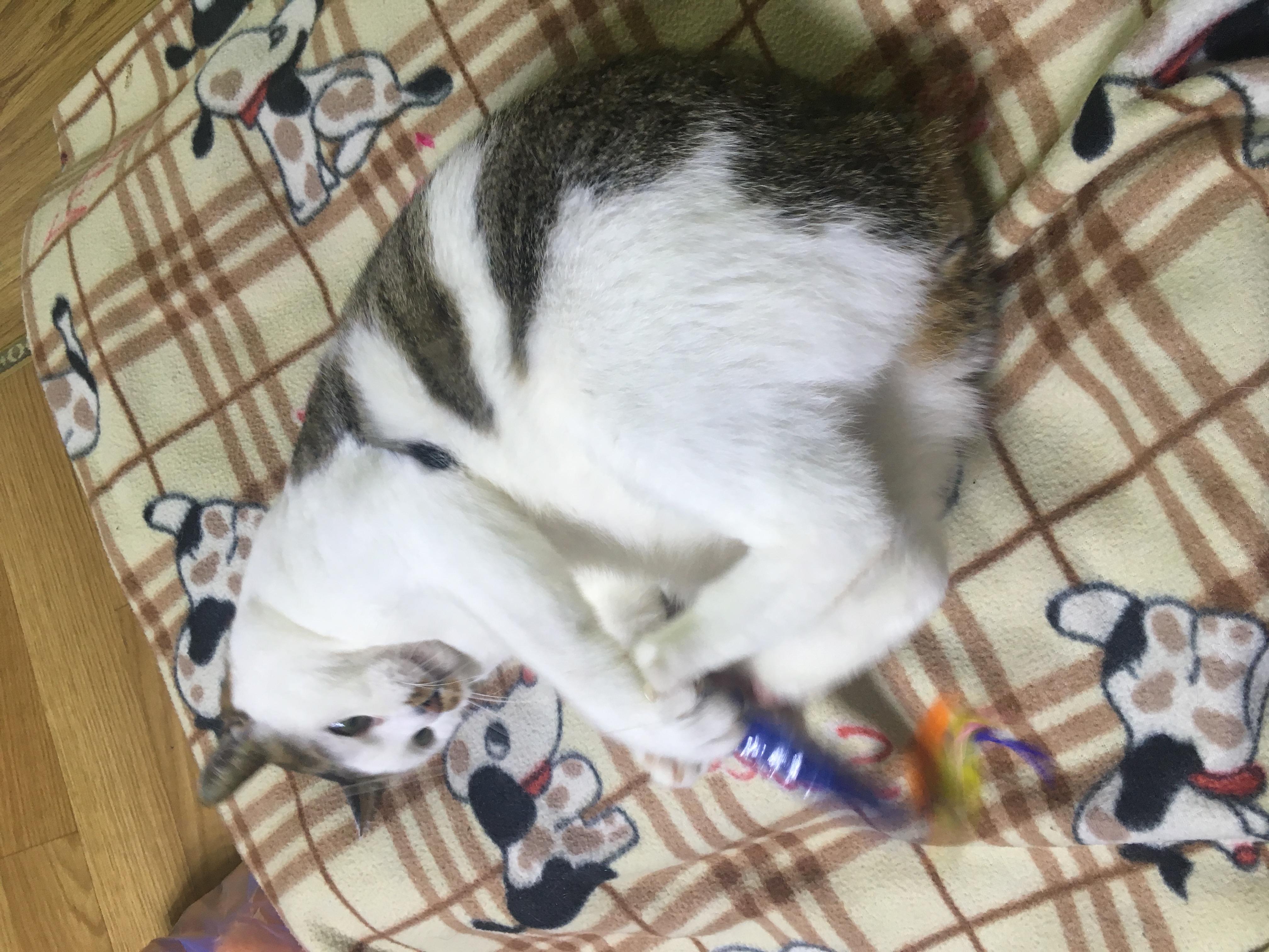 호박이(마리모) 입양 후기 네번째~