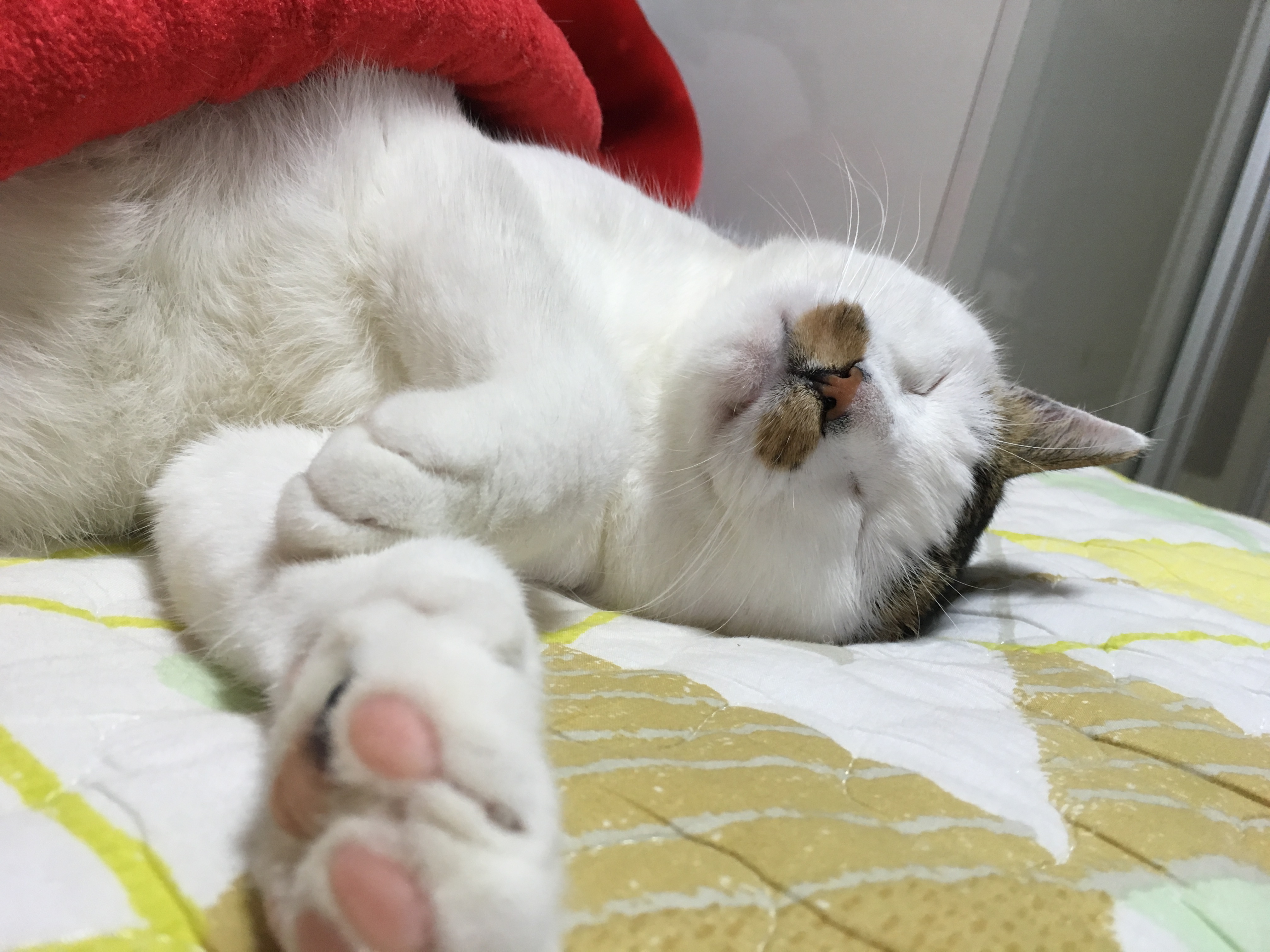호박이(마리모) 입양 후기 네번째~