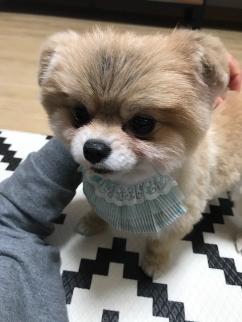 케찹이 입양후기 ♥