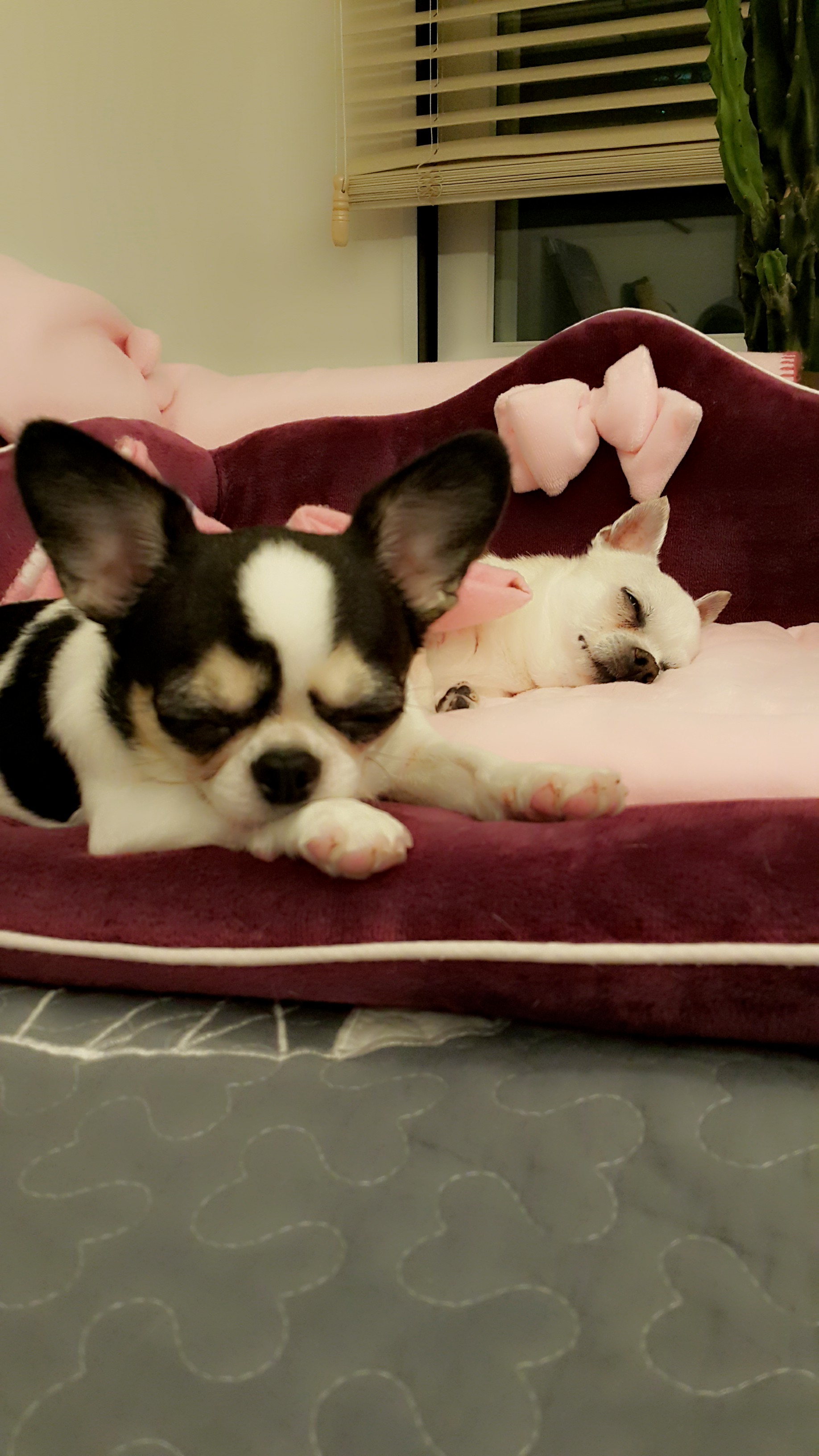 와와요