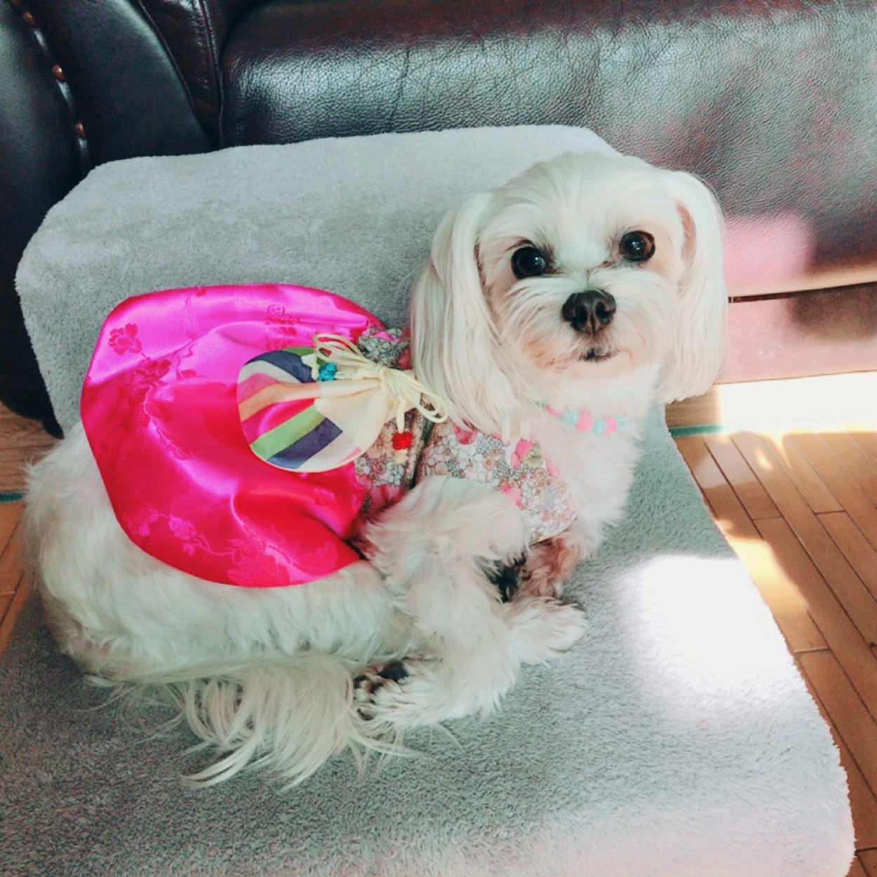 77천사 달콩(홍당무) 일년반 후기예요
