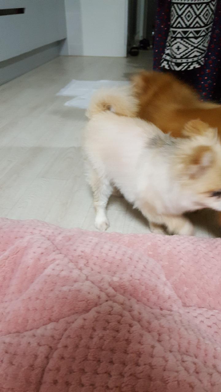 시흥번식장에서 구조된 더지 2번째 임보소식입니다 (탑1) 