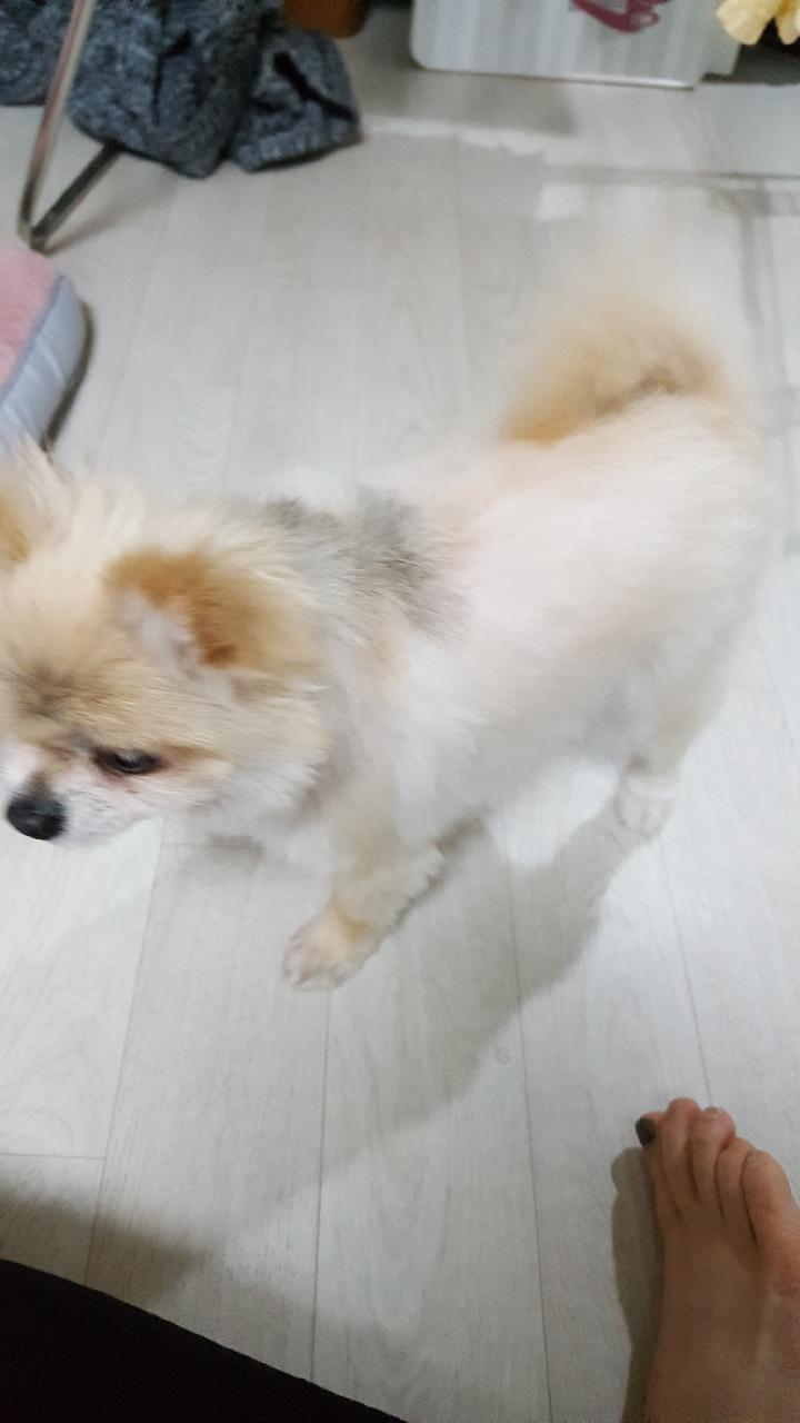 시흥번식장에서 구조된 더지 2번째 임보소식입니다 (탑1) 